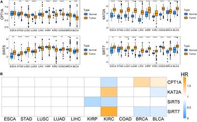 Succinylation Regulators Promote Clear Cell Renal Cell Carcinoma by Immune Regulation and RNA N6-Methyladenosine Methylation